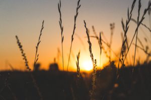 Tall grass with the sun peeking through.