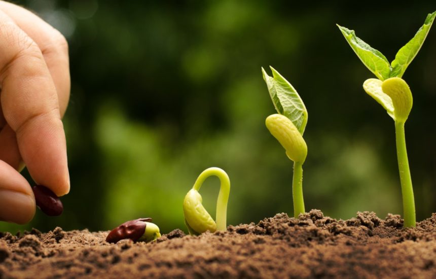 A person planting seeds, sprouts are beginning to grow