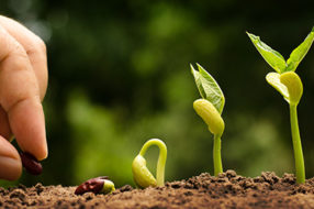 A person is planting seeds as sprouts begin to grow