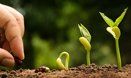 A person is planting seeds as sprouts begin to grow