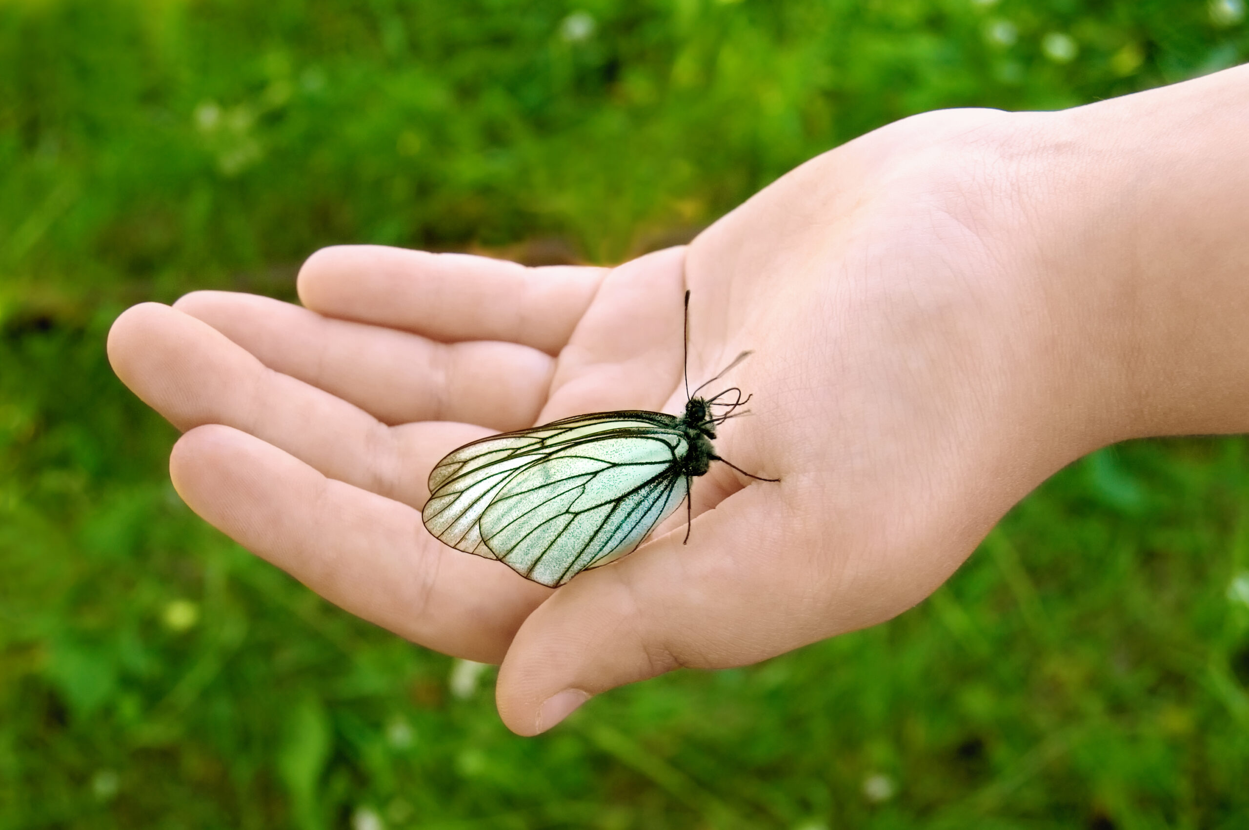 A hand holds a butterfly