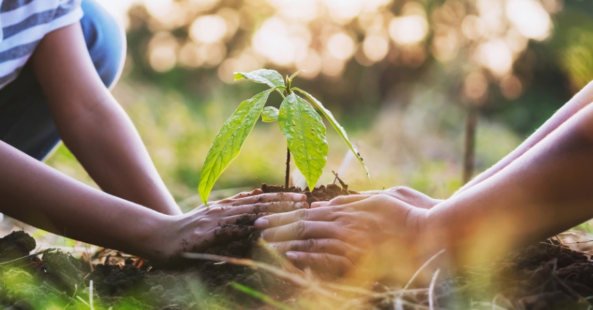 Two children's hands in the dirt, planting a plant