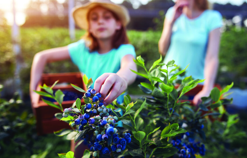 Girl picking blueberries with her mom in the background